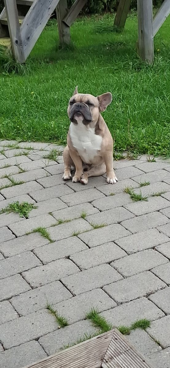 French Bulldog