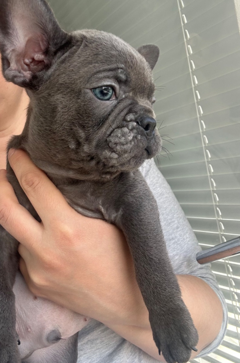 French Bulldog
