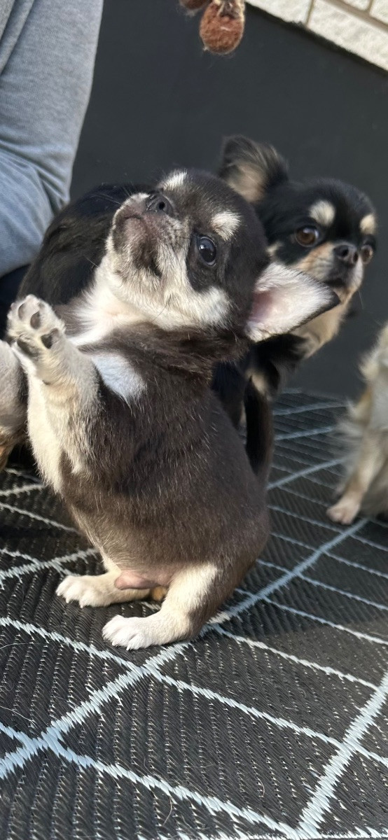 Mini chipette