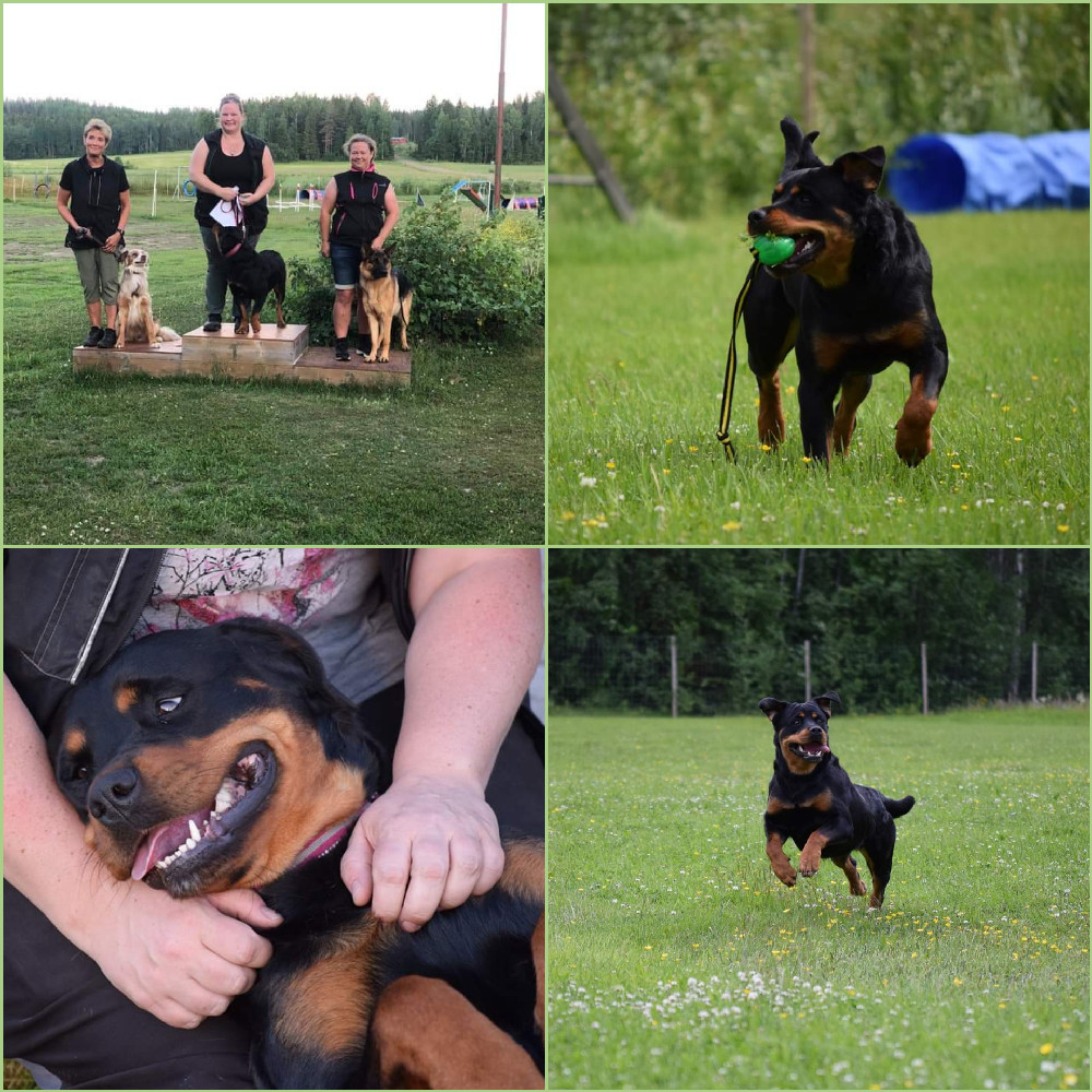 Nordkalottens kennel