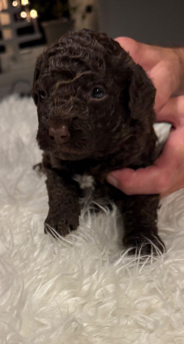 Spanish Water Dog (Perro de Agua Espanol)