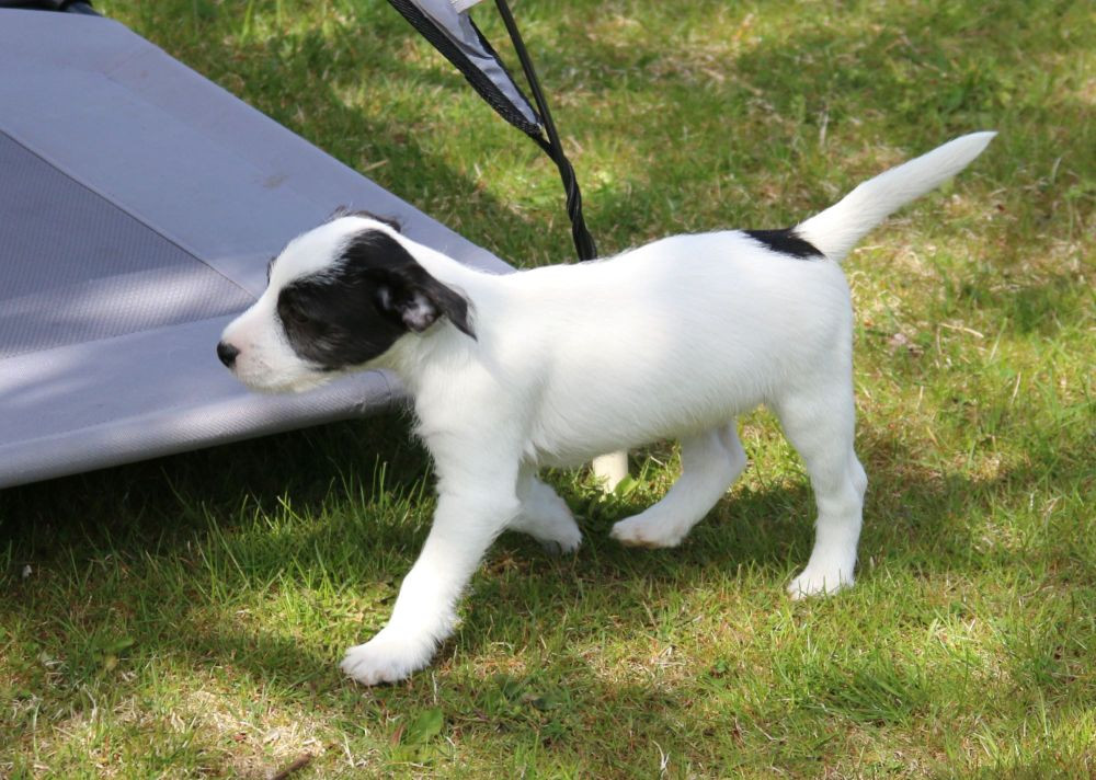 Parson Russell Terrier