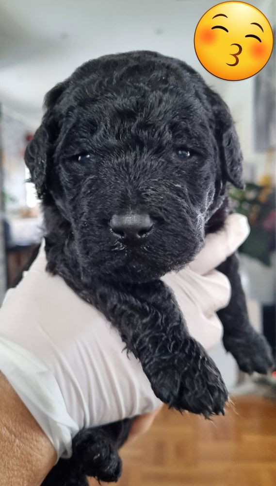 Labradoodle