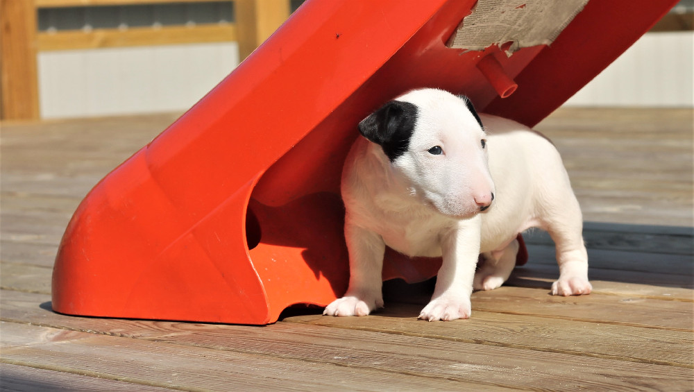 Bull terrier