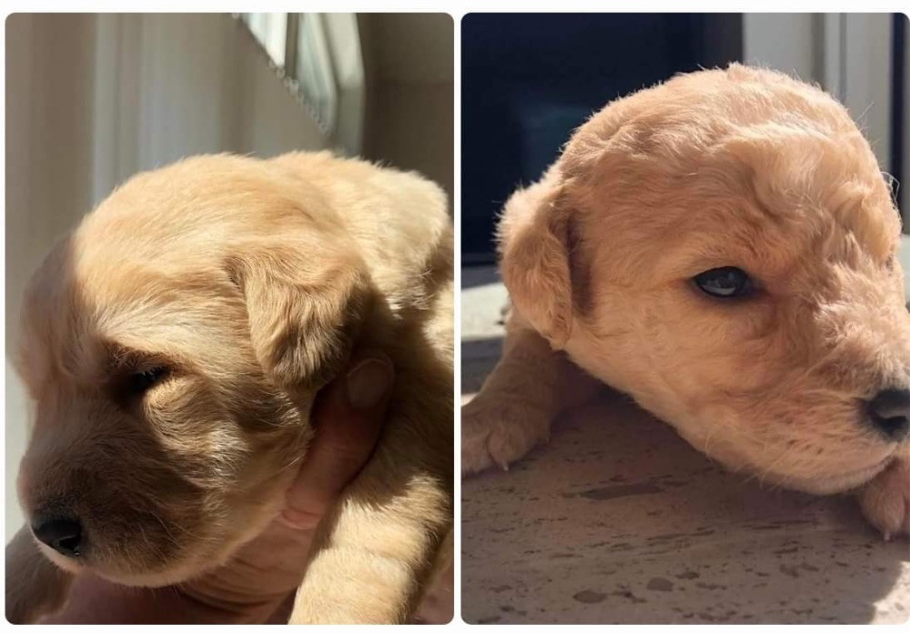 Fluffssons