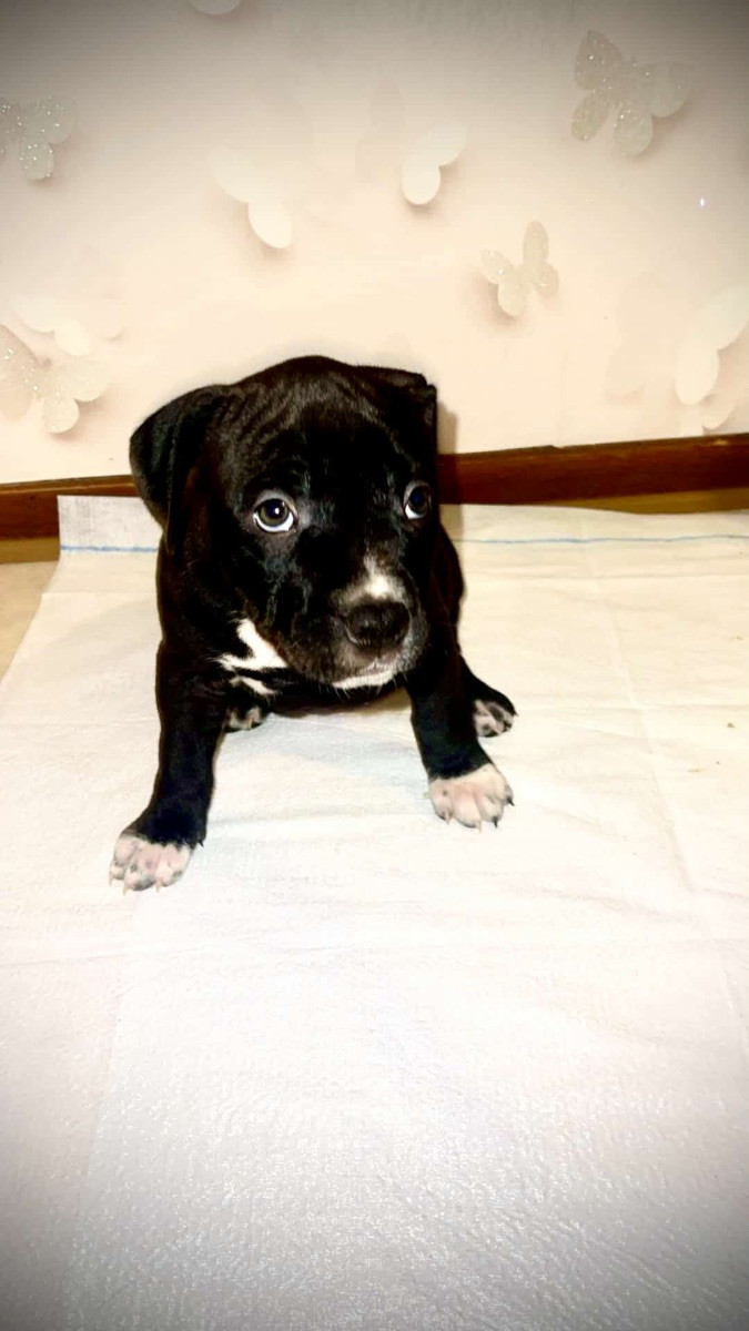 Pitbull · 2025-10-06 · Trelleborg · Daria M.