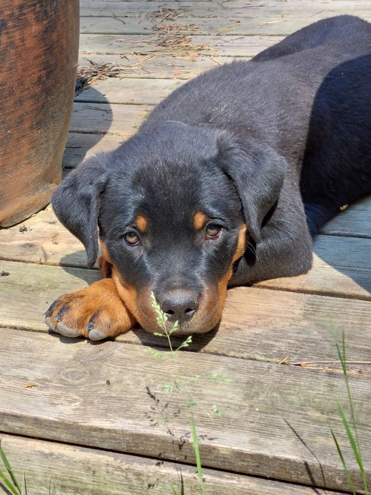 Rottweiler