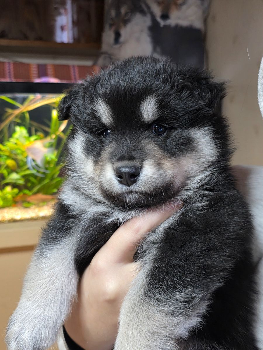 Finnish Lapphund