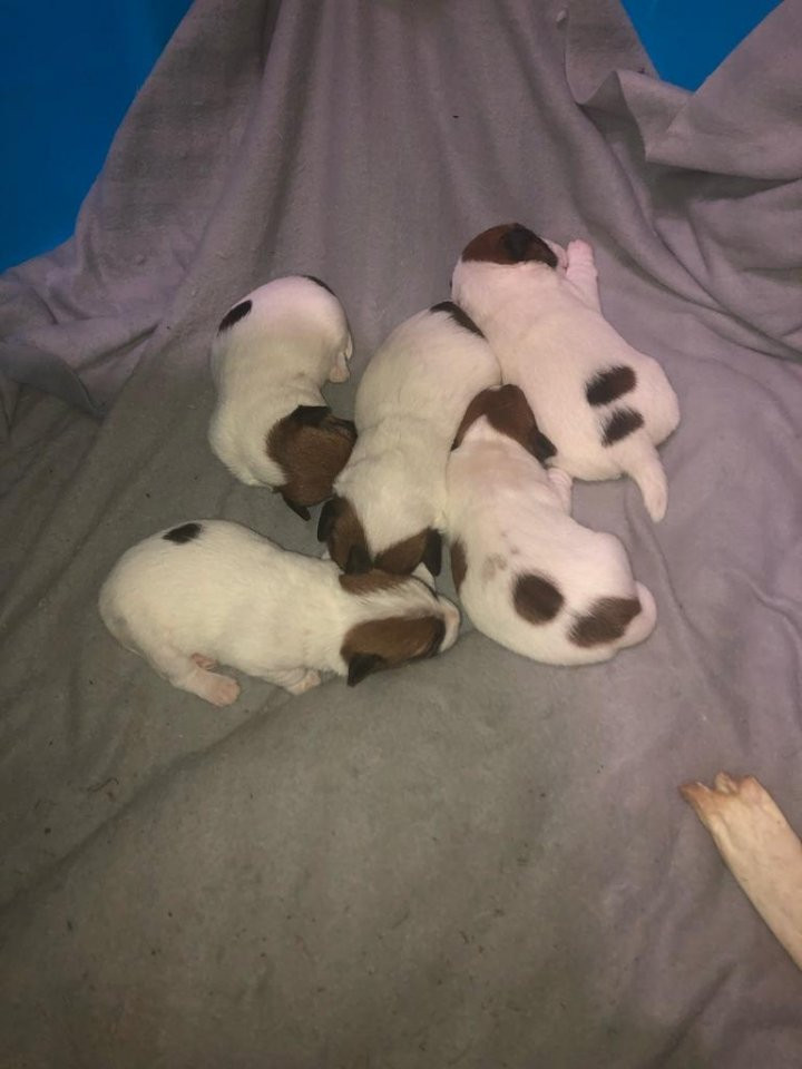 My Russells
