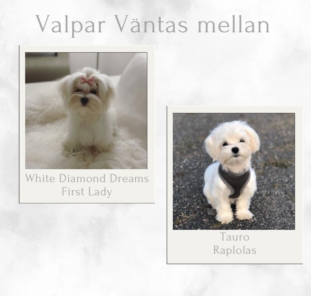 White Diamond Dreams