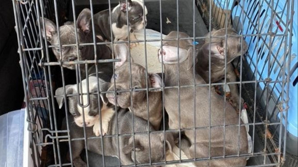 Dog Smuggling Reaches Record Levels