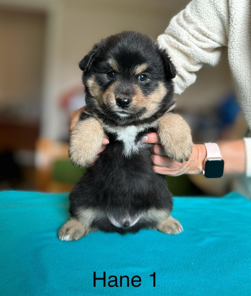 Finnish Lapphund