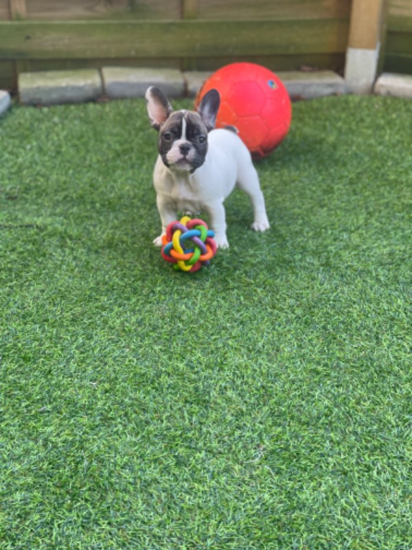 Los Dinegro's kennel