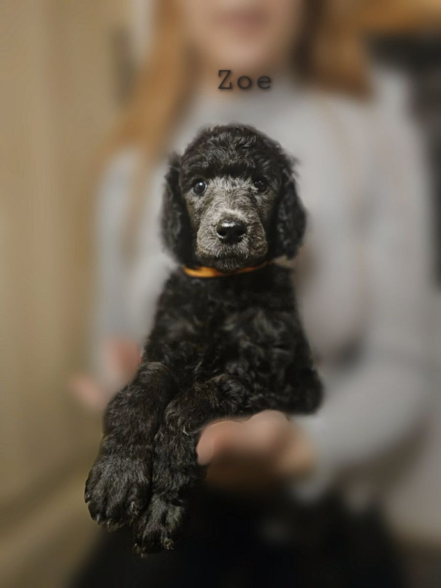 Standard Poodle
