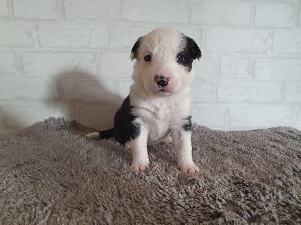 Border collie