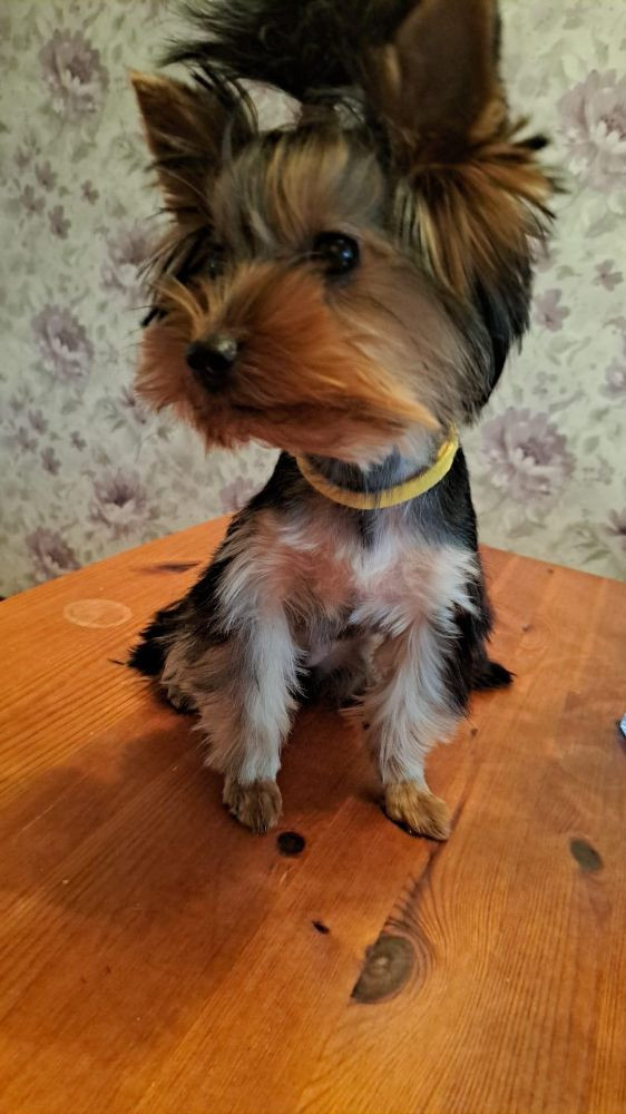 Yorkshireterrier