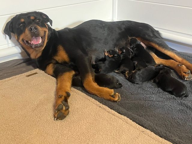 Karsbos Rottweiler
