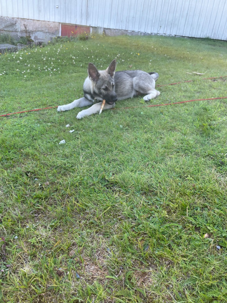 Jämthund gråhund
