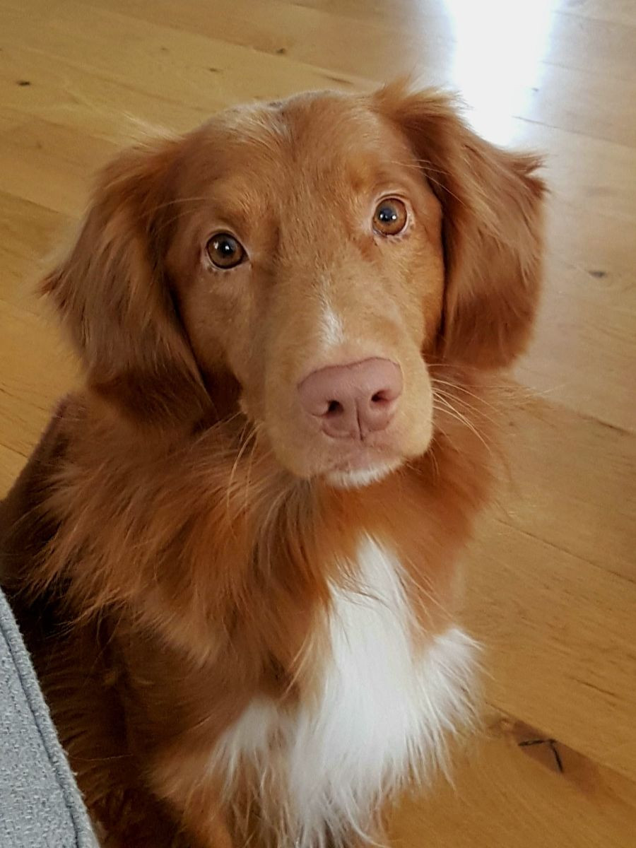 Amazing tollers