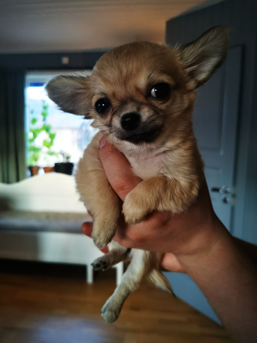 Lindåkerns