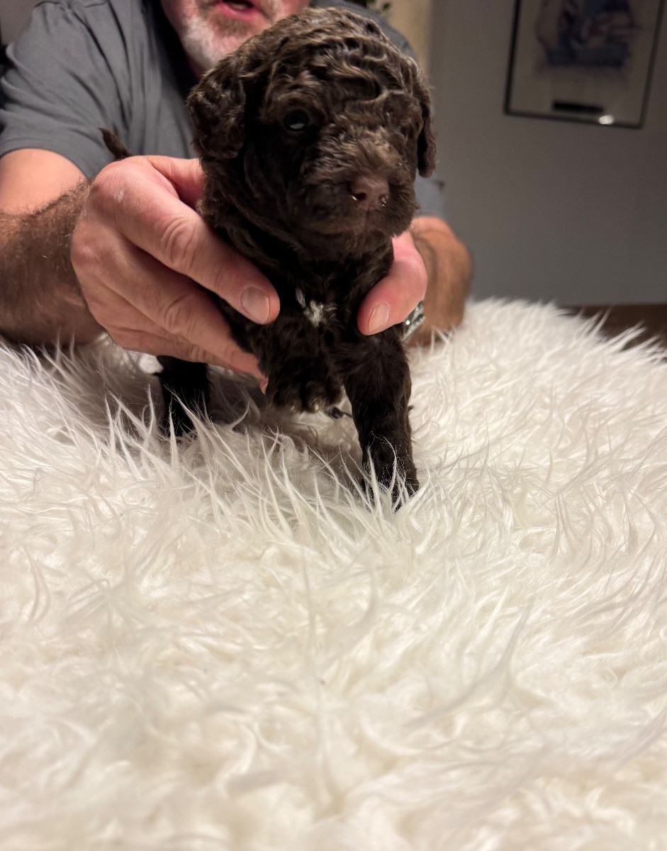 Spanish Water Dog (Perro de Agua Espanol)