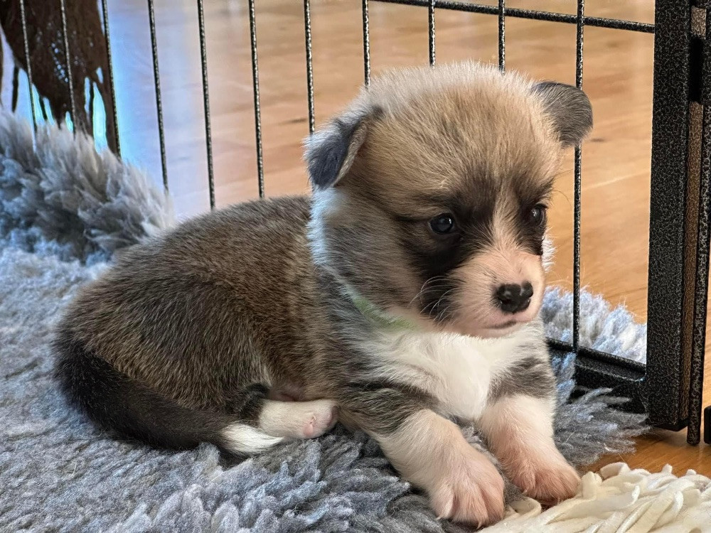 Welsh corgi pembroke