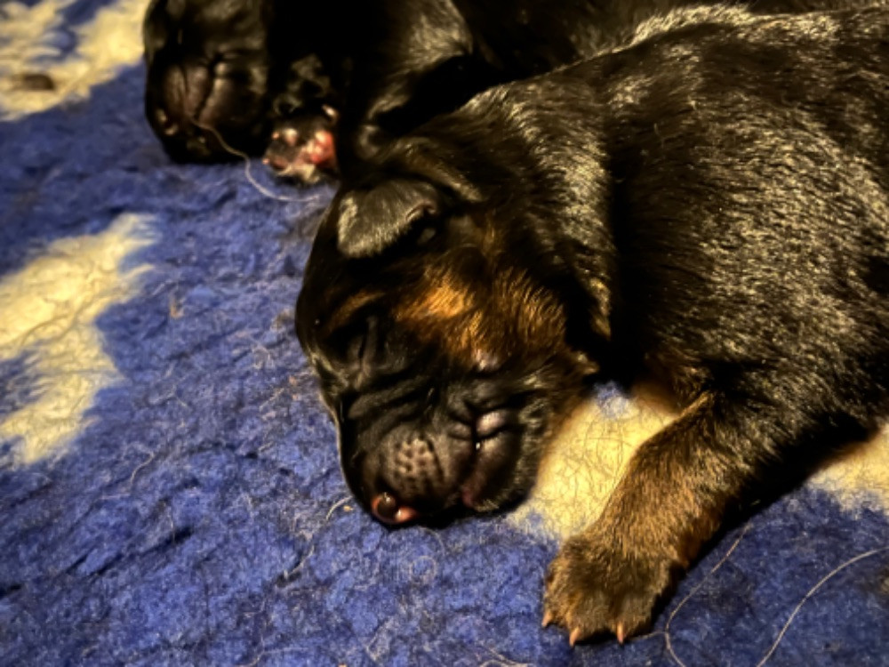 Schæferhund