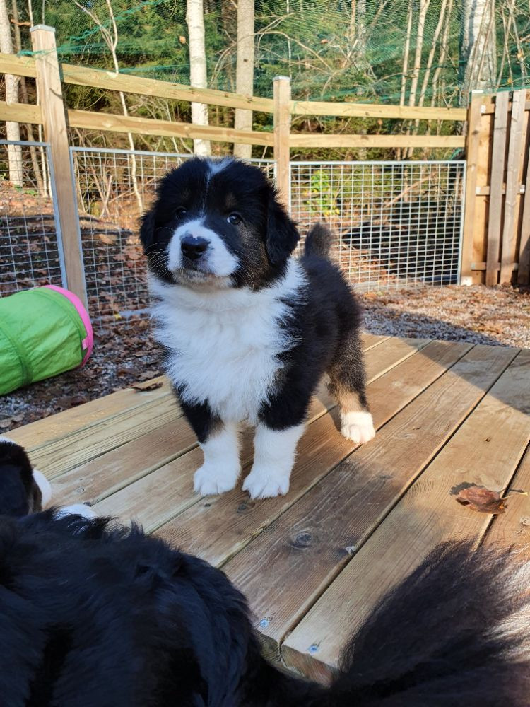 Liian Kennel