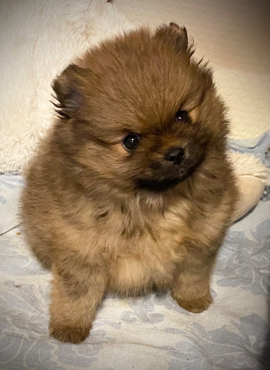 Pomeranian · 2025-10-18 · Riddarhyttan · Pennipops