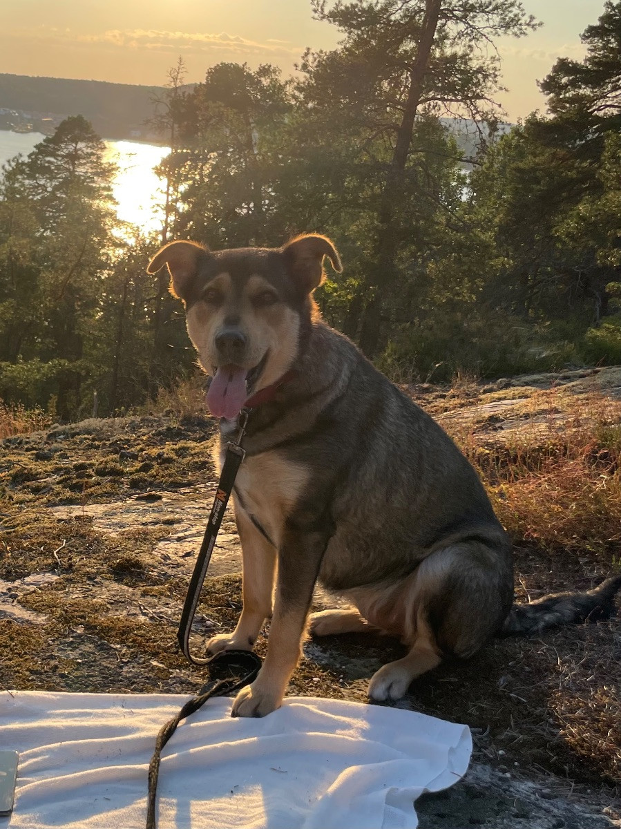 Labrador, vit herdehund · 2020-08-31 · Rönninge · Malin D.