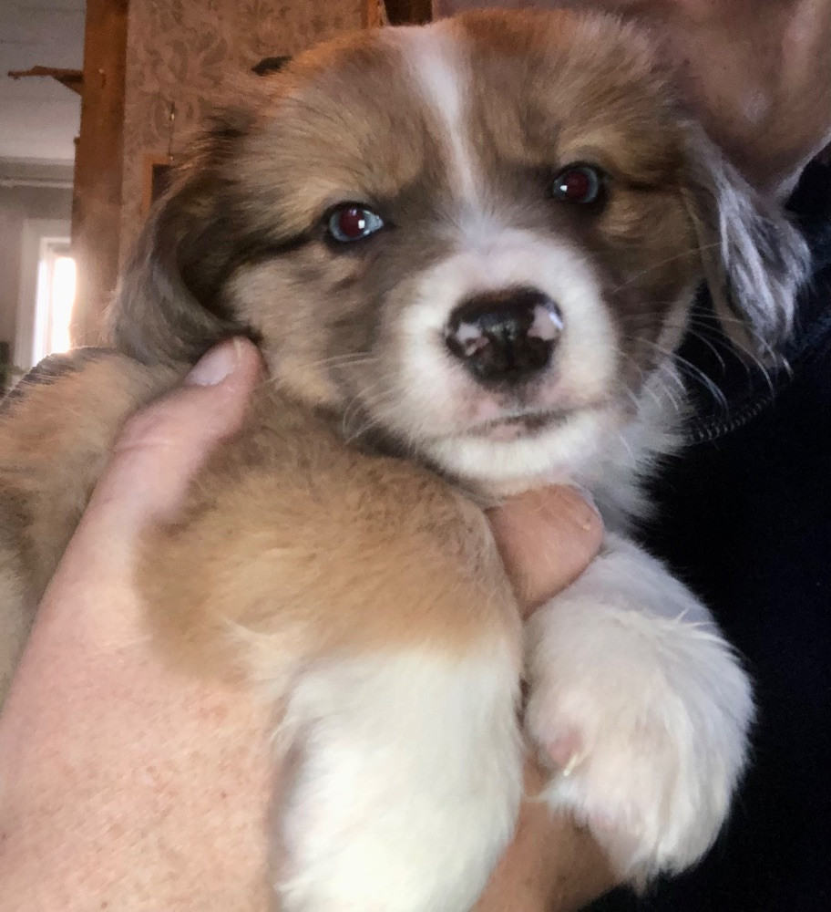 Vachtel, Mini aussie, sheltie. Mittelspets, cavalier och tibbe ...