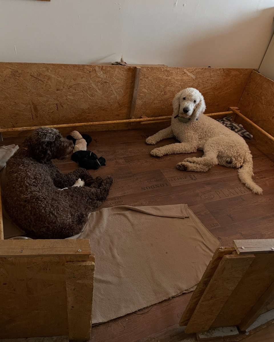 Lugnets kennel