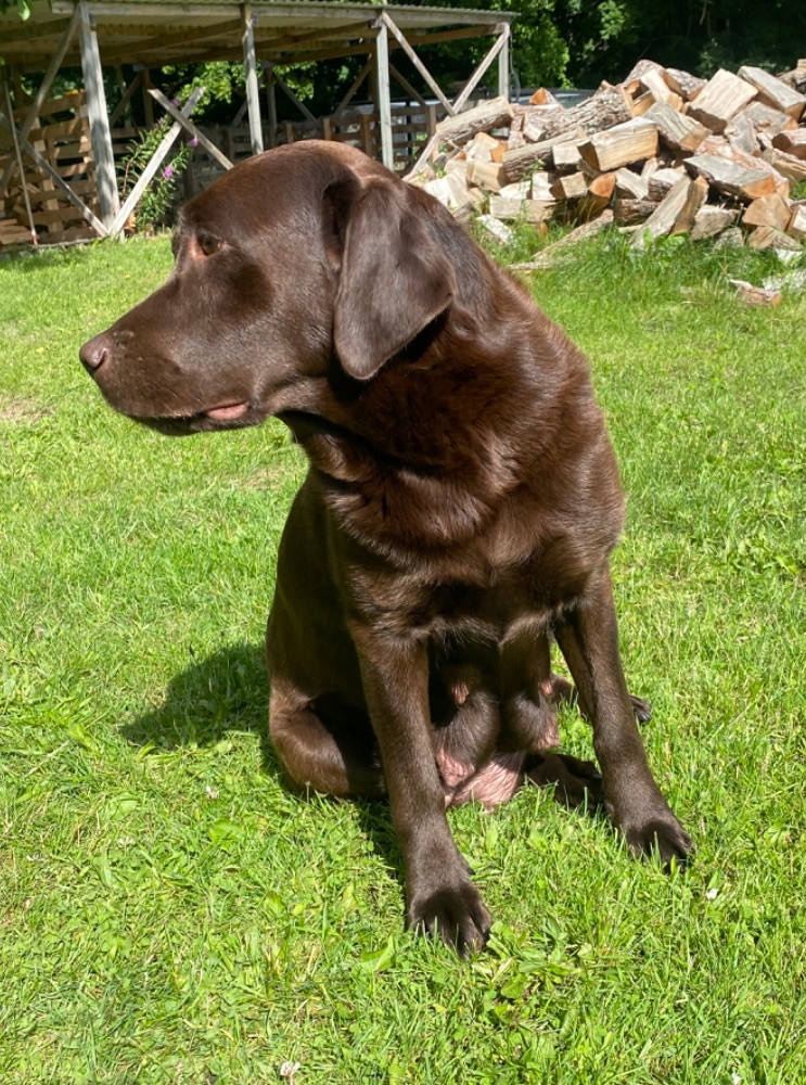 Labrador Retriever