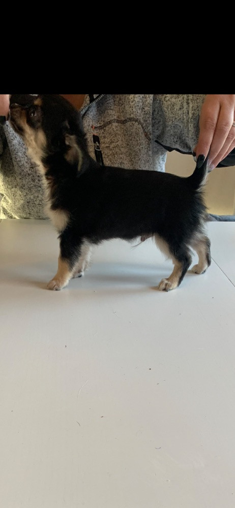 Mallas hundliv