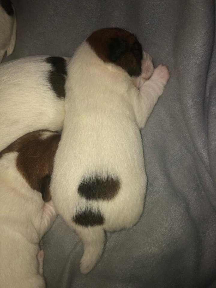 My Russells