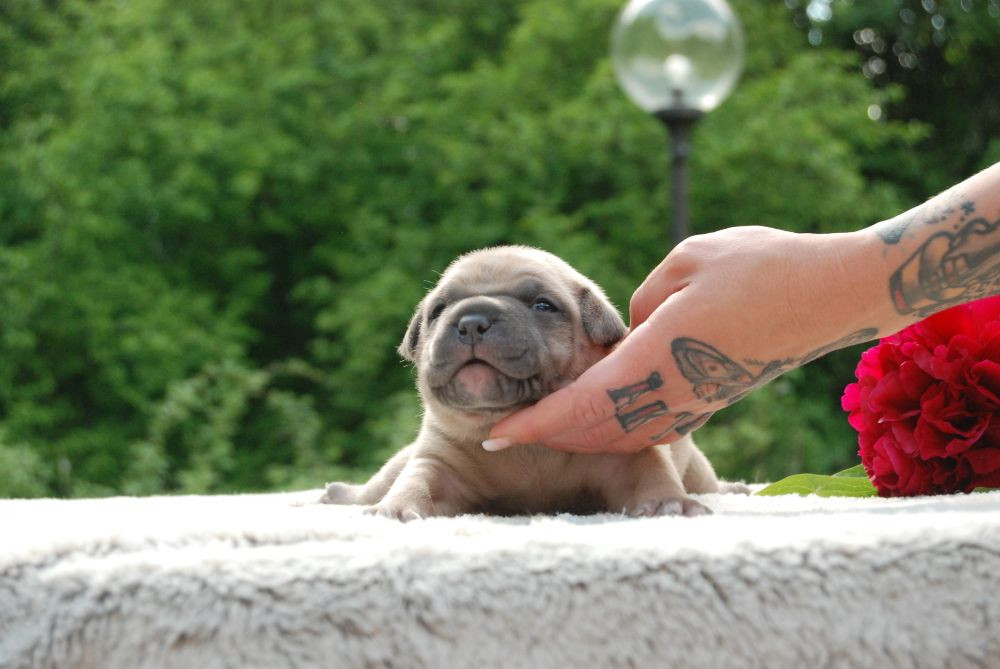 Redhouse Bully