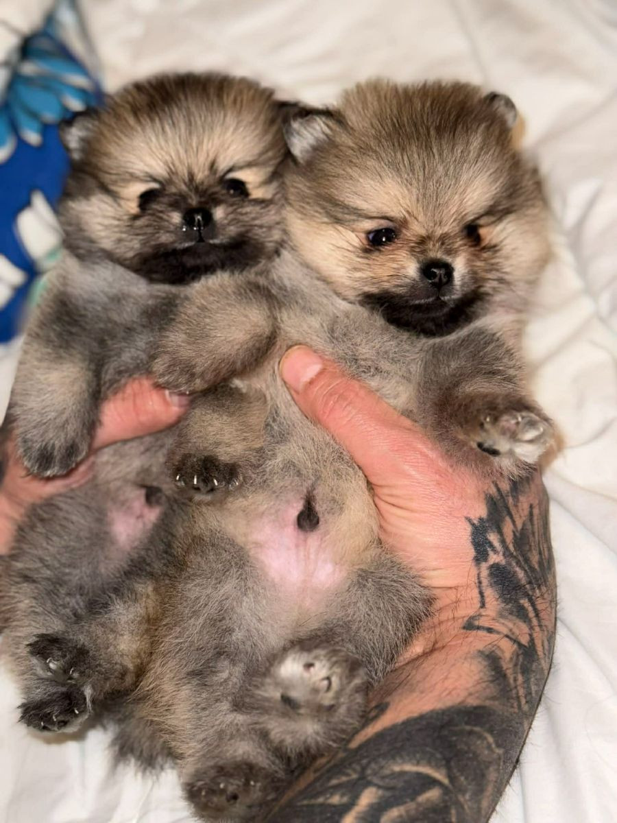 Pomeranian · 2025-11-16 · Malmö · Bisera B.