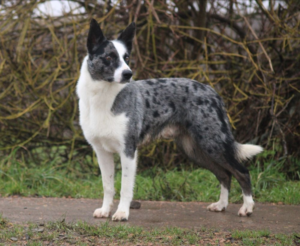 Border collie