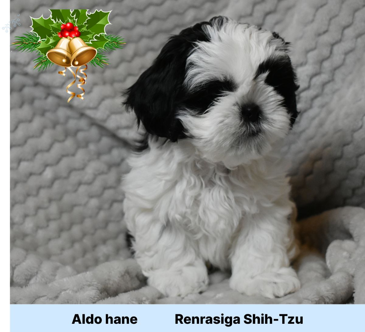 The merry shih-tzu family
