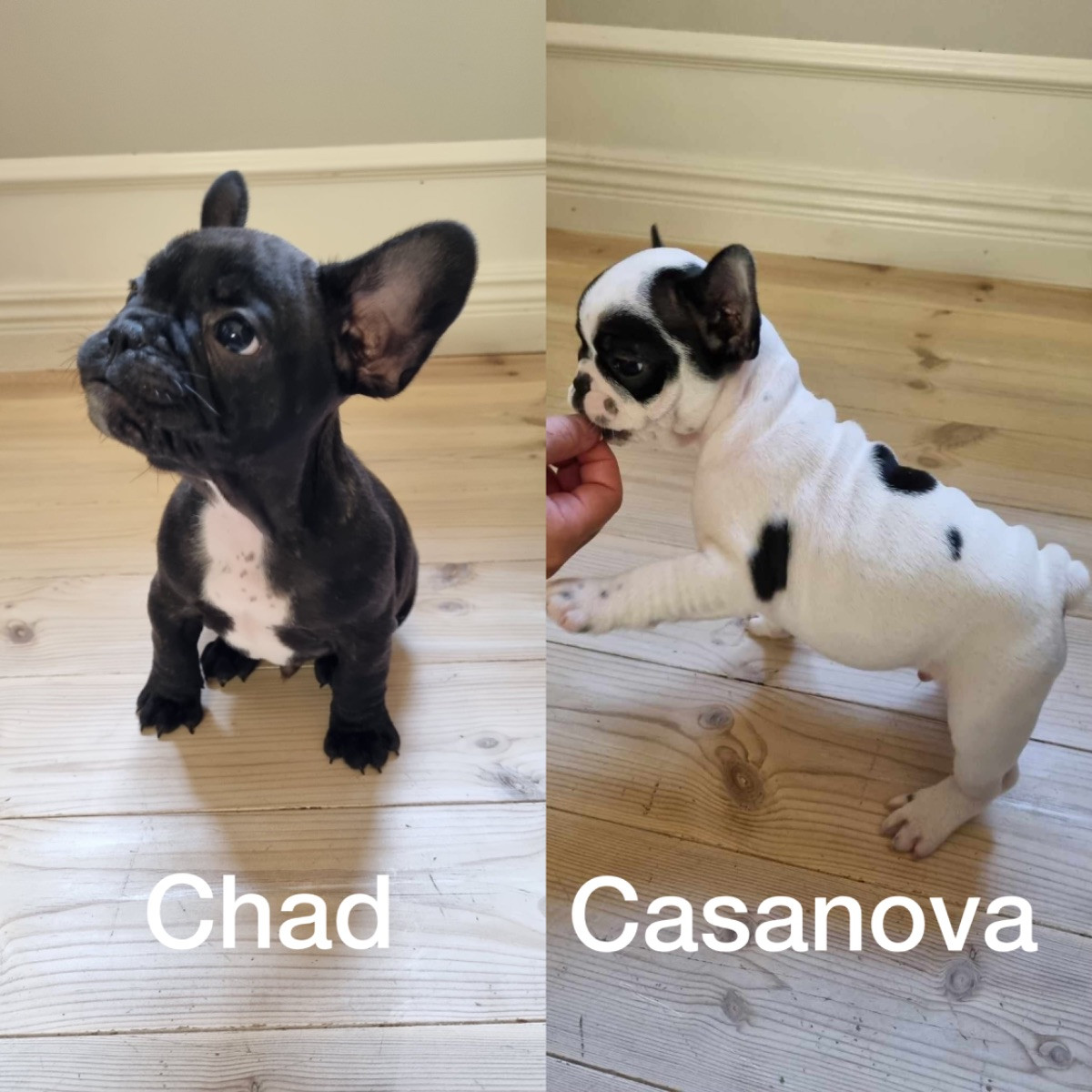 French Bulldog