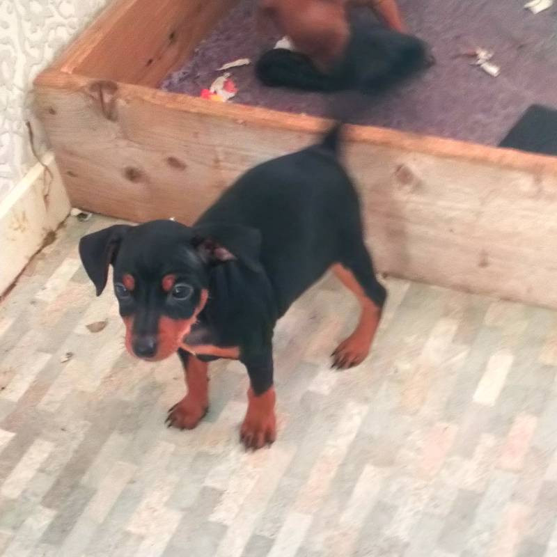 Bi mli's kennel