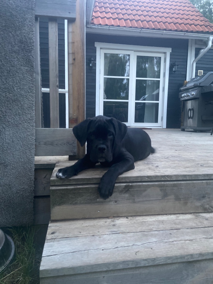 Cane corso