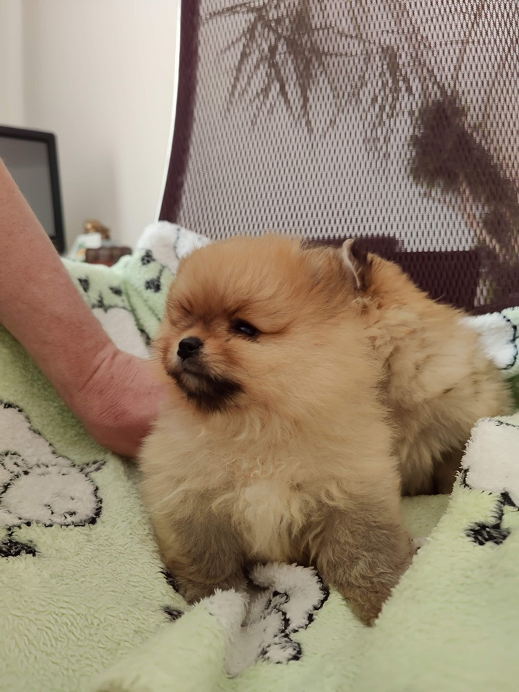 Pomeranian