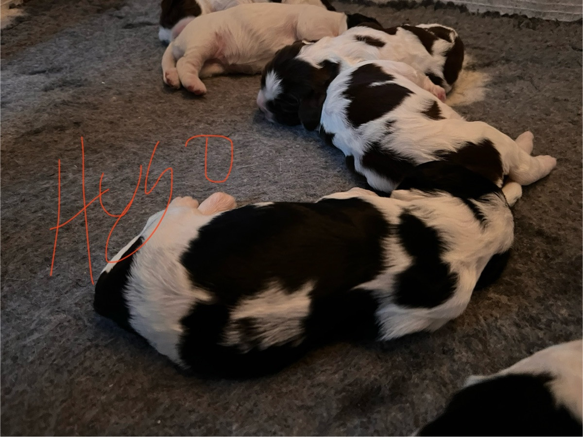 Hundkäxets kennel. I Mellerud.