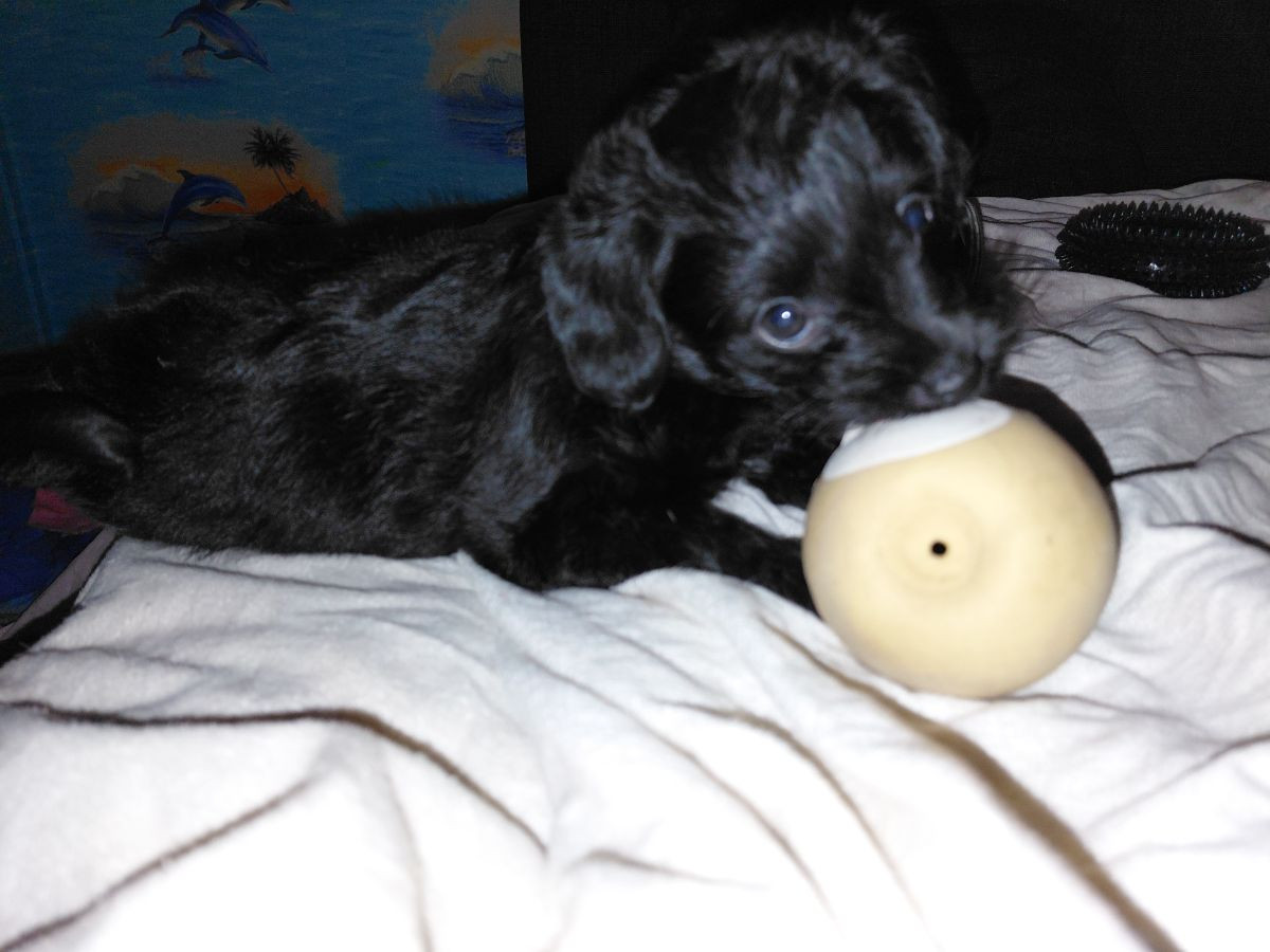 Jackapoo · 2025-10-27 · Sollentuna · Ljudmila P.