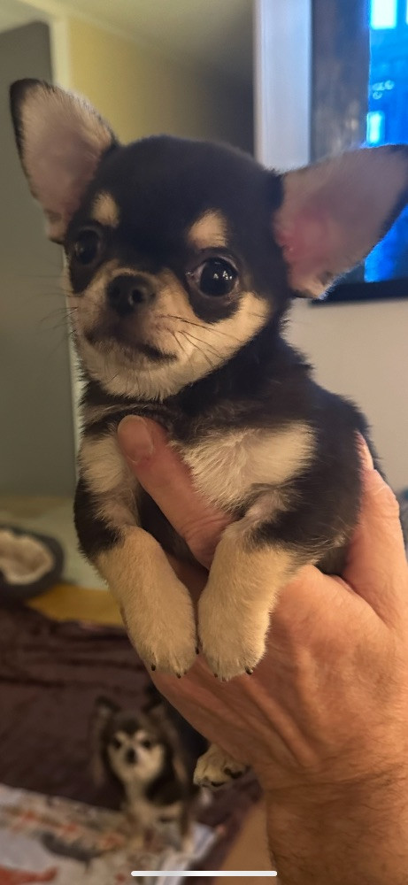 Mini chipette