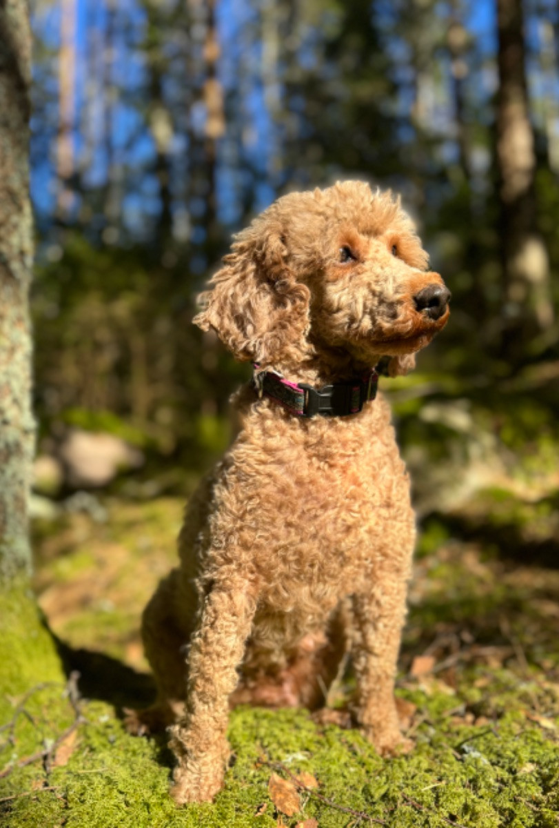 Isadoras Pudel och Cockerpoo
