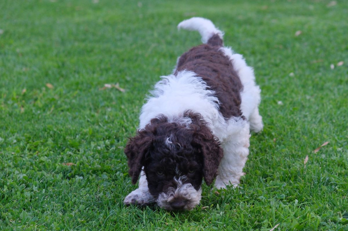 Spanish Water Dog (Perro de Agua Espanol)
