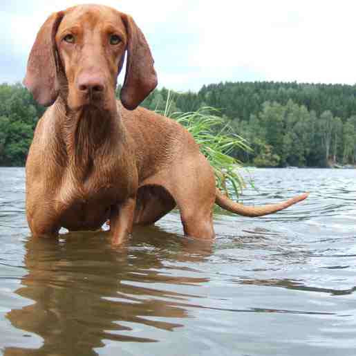 Hungarian Vizsla