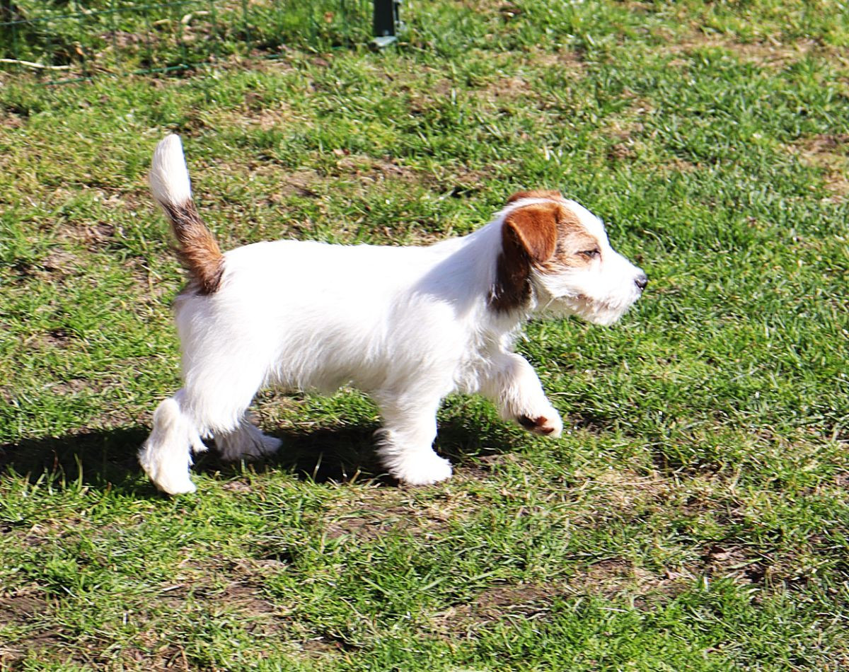 Jack russell terrier